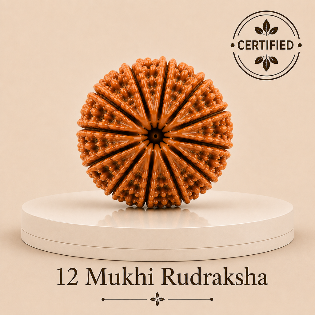 12 Mukhi Rudraksha – Natural Nepal Origin Dwadashmukhi Rudraksha