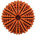 12 Mukhi Rudraksha – Natural Nepal Origin Dwadashmukhi Rudraksha