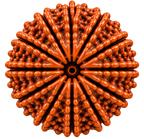 12 Mukhi Rudraksha – Natural Nepal Origin Dwadashmukhi Rudraksha