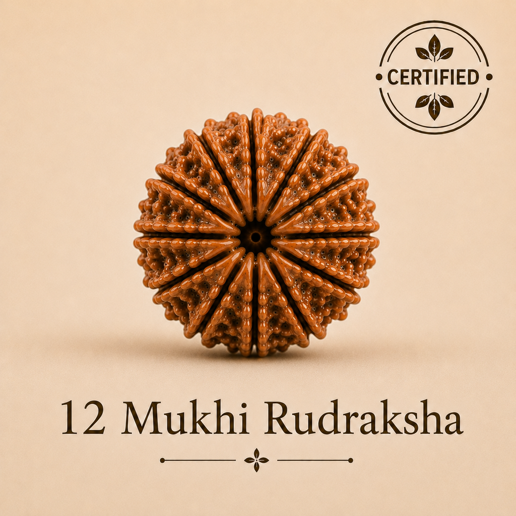 12 Mukhi Rudraksha – Natural Nepal Origin Dwadashmukhi Rudraksha