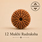 12 Mukhi Rudraksha – Natural Nepal Origin Dwadashmukhi Rudraksha